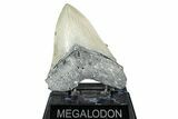 Serrated, Fossil Megalodon Tooth - North Carolina #338497-1